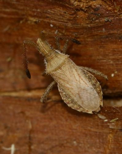 Coriomeris sp.